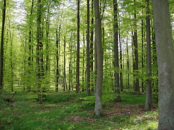 forêt d'Othe